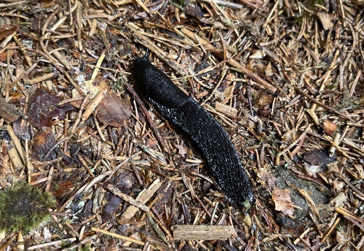 22-05-29 12-06-49 0958